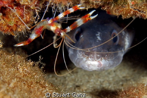 Banded Coral shrimp and Conger eel by Stuart Ganz 